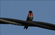 Hummingbird on wire