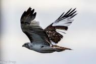 Red Tail Hawk -Paul Gregg