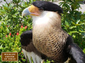 Northern Crested Caracara