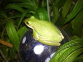 Tree Frog